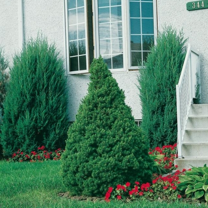 Picea GLAUCA 'CONICA' = ALBERTIANA 'CONICA'