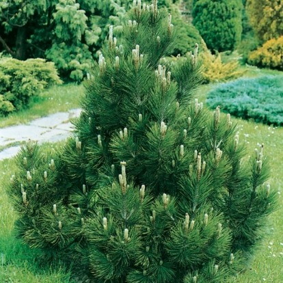 Pinus LEUCODERMIS 'COMPACT GEM'