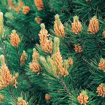 Pinus MUGO VAR. MUGHUS dettaglio fiori maschi