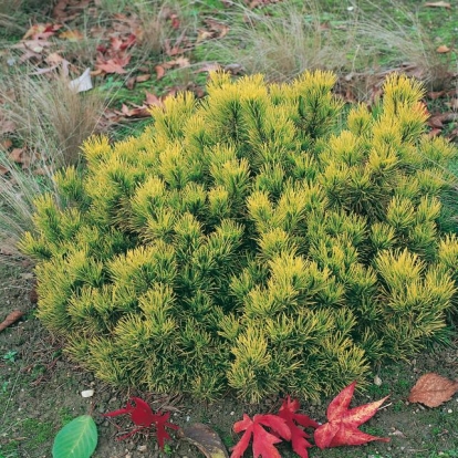 Pinus MUGO 'WINTER GOLD'