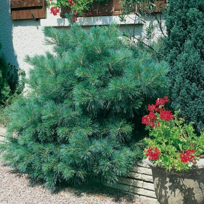 Pinus STROBUS 'RADIATA' = 'NANA'