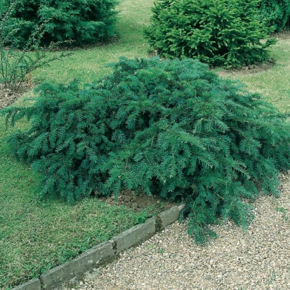 Taxus BACCATA 'REPANDENS'