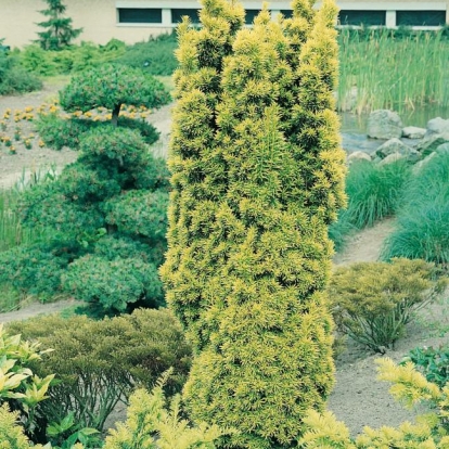 Taxus BACCATA 'STANDISHII'