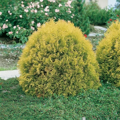 Thuja OCCIDENTALIS 'RHEINGOLD'