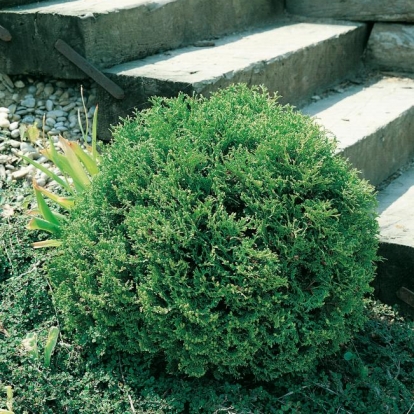 Thuja OCCIDENTALIS 'TINY TIM'