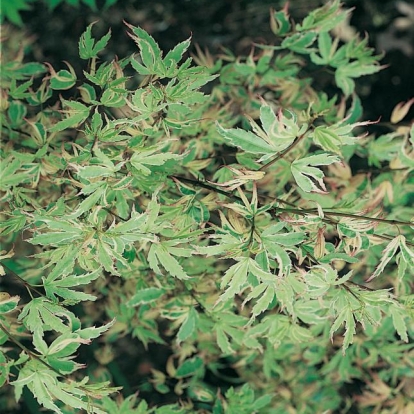 Acer PALMATUM 'BUTTERFLY'