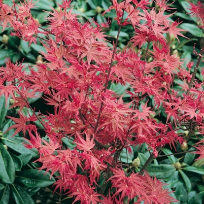 Acer PALMATUM 'CARMINIUM' = 'CORALLINUM'