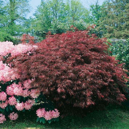 Acer PALMATUM 'DISSECTUM GARNET'