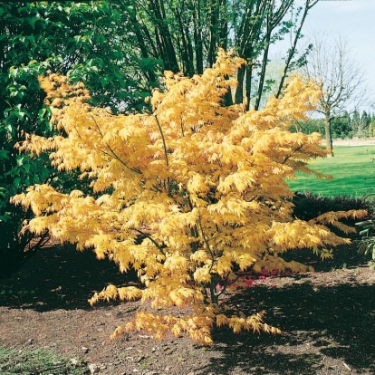 Acer PALMATUM 'ORANGE DREAM'