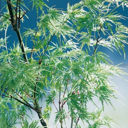 Acer PALMATUM 'SEIRYU'