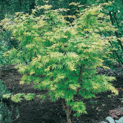 Acer PALMATUM 'SENKAKI' = 'SANGO-KAKU'