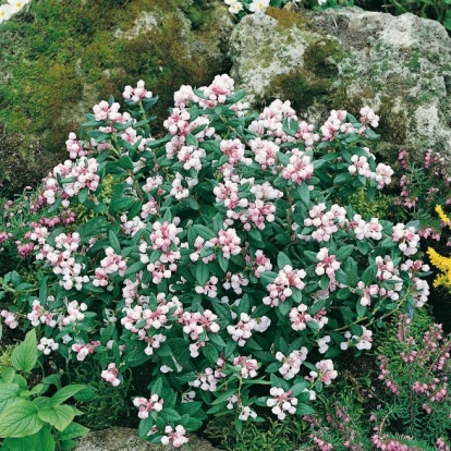 Andromeda POLIFOLIA 'GLAUCA MAJOR'