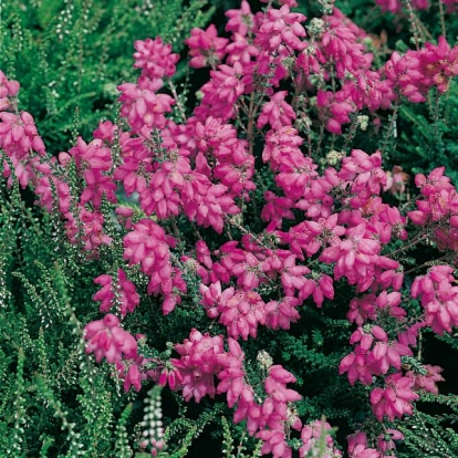 Erica TETRALIX