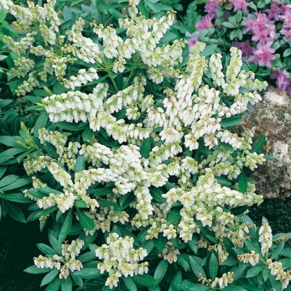 Pieris 'DEBUTANTE'