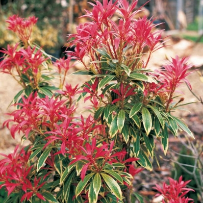 Pieris 'FLAMING SILVER'