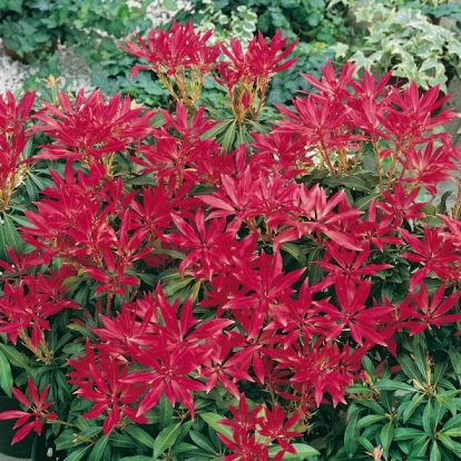 Pieris 'FOREST FLAME'