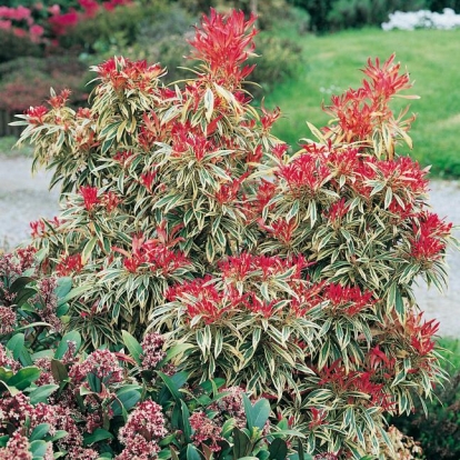 Pieris 'HAVILA'