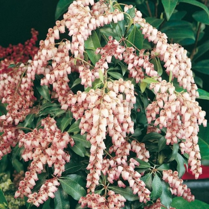 Pieris JAPONICA 'CHRISTMAS CHEER'