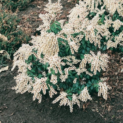 Pieris JAPONICA 'WHITE PEARL'