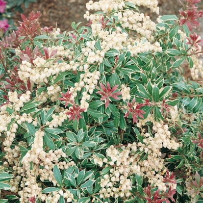 Pieris JAPONICA 'LITTLE HEATH VARIEGATA'