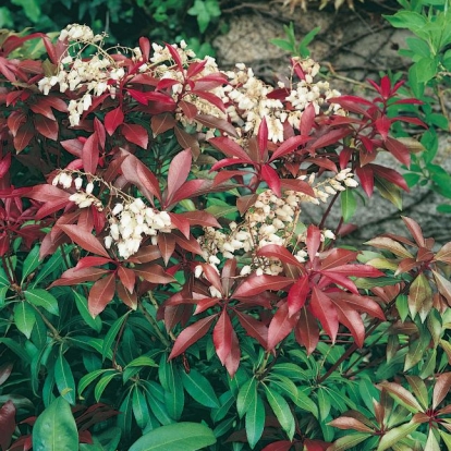 Pieris JAPONICA 'MOUNTAIN FIRE'