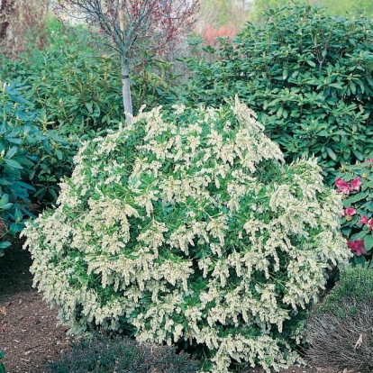 Pieris JAPONICA 'PURITY'