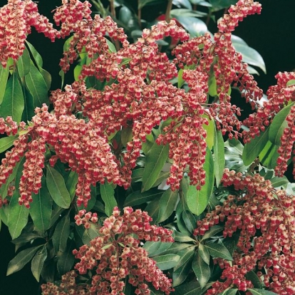 Pieris JAPONICA 'VALLEY VALENTINE'