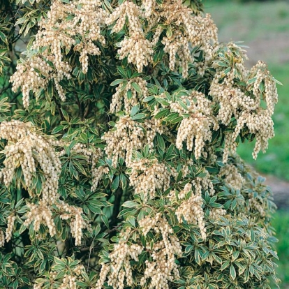 Pieris JAPONICA 'VARIEGATA'