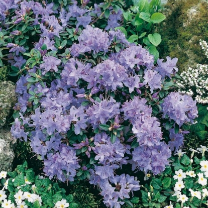 Rhododendron 'BLUE TIT'