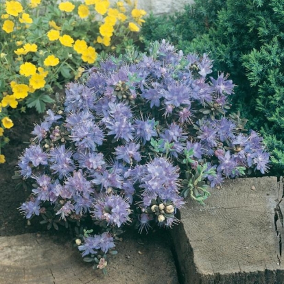 Rhododendron 'IMPEDITUM'