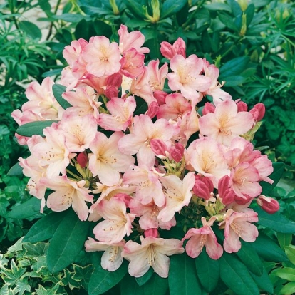 Rhododendron 'PERCY WISEMAN'