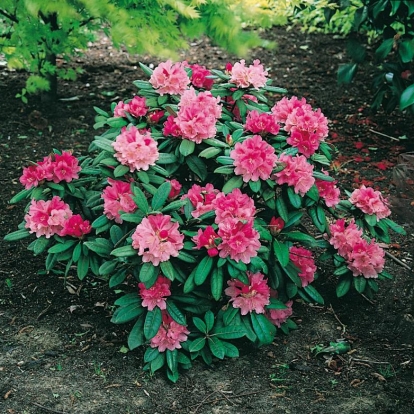 Rhododendron 'TINA HEINJE'