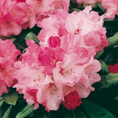 Rhododendron 'BELONA'