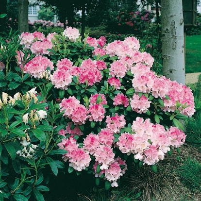 Rhododendron 'DOC'