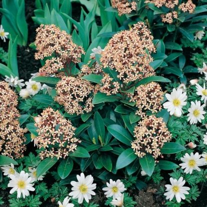 Skimmia JAPONICA 'FOREMANII'