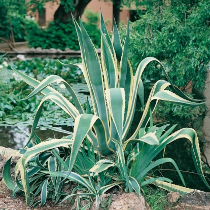 Agave AMERICANA 'MARGINATA'