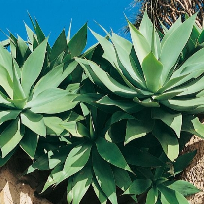 Agave ATTENUATA