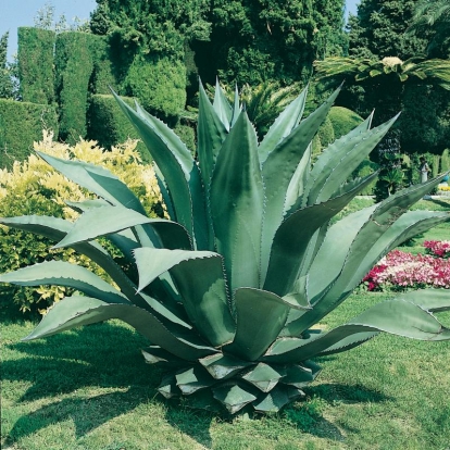 Agave FEROX