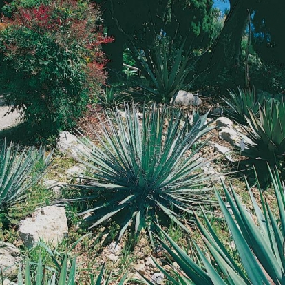 Agave SCHIDIGERA