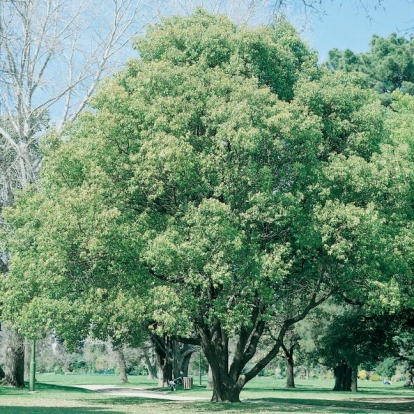 Cinnamomum CAMPHORA