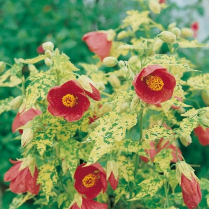 Abutilon x Hybridum