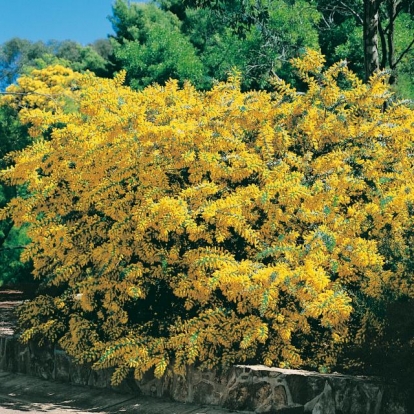 Acacia BAILEYANA