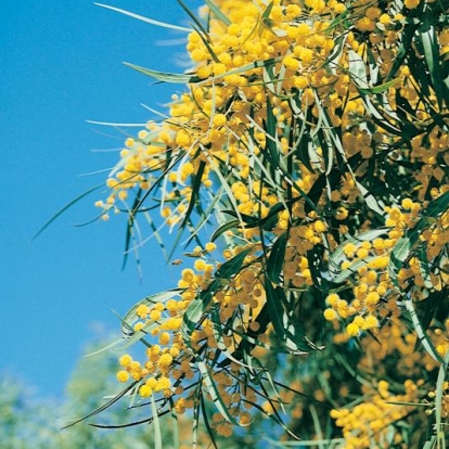 Acacia RETINODES o Mimosa delle 4 stagioni