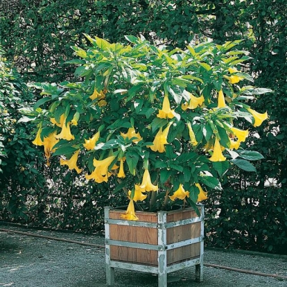 Brugmansia AUREA