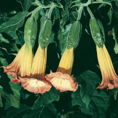 Brugmansia SANGUINEA