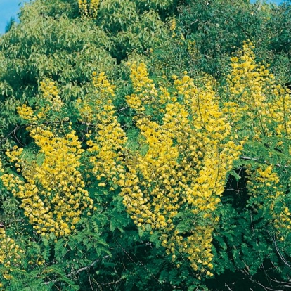 Caesalpinia (Poinciana) JAPONICA