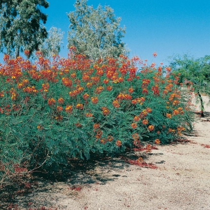 Caesalpinia (Poinciana) PULCHERRIMA