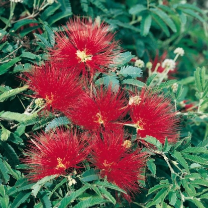 Calliandra (Inga) PULCHERRIMA = TWEEDII