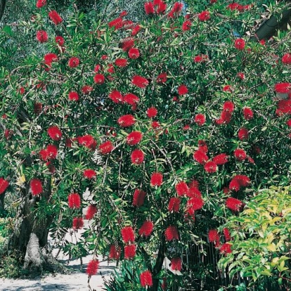 Callistemon VIMINALIS