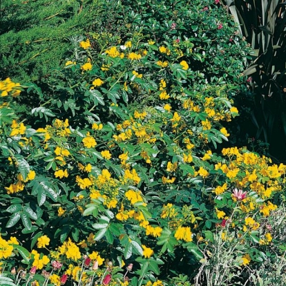 Cassia (Senna) CORYMBOSA = FLORIBUNDA